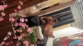 acompanhante Sophie Fortaleza Sexo com voyeurismo/ser voyeur