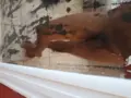 acompanhante de luxo Marília renan alves 