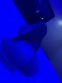 Sophia Salvador Vaginal sex with condom