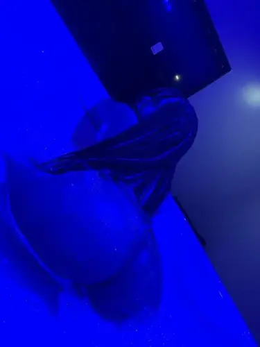 Sophia Salvador Vaginal sex with condom