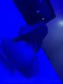 VIP Sophia Salvador Oral sex with condom