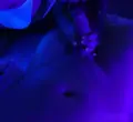 Caio massagem nuru Timbó Sexo com voyeurismo/ser voyeur
