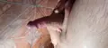 VIP Santooos Tucuma Anal sex with condom
