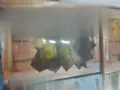 VIP Melissa Ramos Tupa Vaginal sex with condom