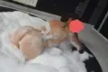 acompanhantes de Venâncio Aires Ruivinha Safada Penetração com acessórios sexuais