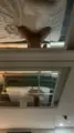 Laryssa massagem nuru Belo Horizonte Dupla penetração