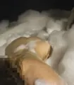 acompanhante Mel Brasília Dominação